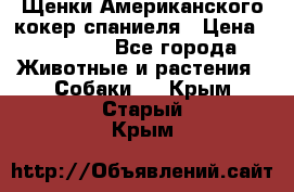 Щенки Американского кокер спаниеля › Цена ­ 15 000 - Все города Животные и растения » Собаки   . Крым,Старый Крым